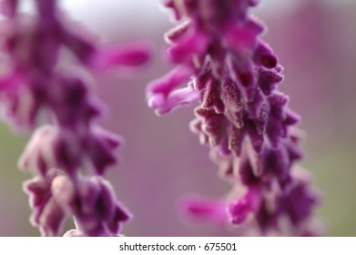 Lavender Bloom