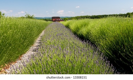 Lavender in bloom with red barn in background