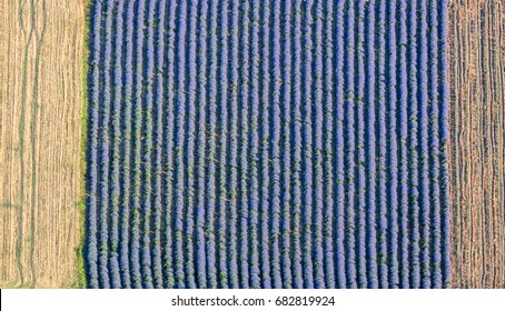 Lavender Blooming Fields. Aerial View. Kazanlak, Bulgaria. 