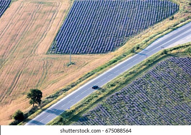 Lavender Blooming Fields, Tree And Car. Aerial View. Kazanlak, Bulgaria  