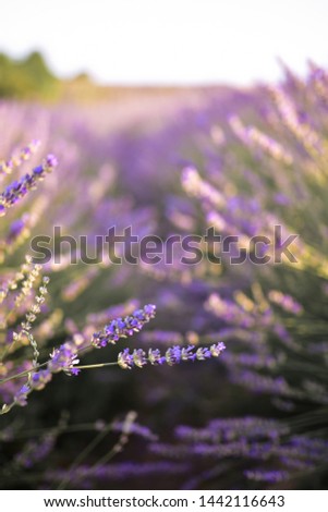 #A# Lavender Sun