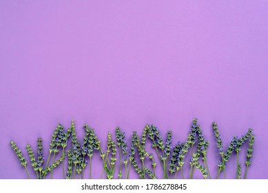 Lavender Blossom On Purple Background, Top View, Flat Lay, Copy Space