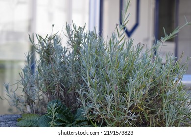 Lavender Bush After Summer Cut