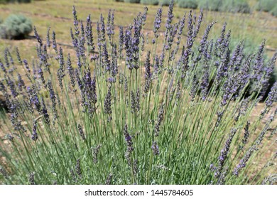 Lavender Bush In Blanco Texas