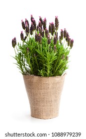 Lavender  Bush In Flower Pot Isolated On White 