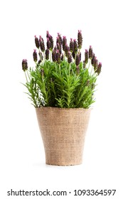 Lavender  Bush In Flower Pot Isolated On White 