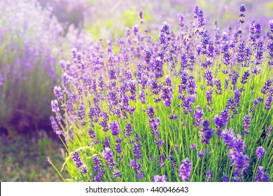 Lavender Bush In Full Bloom