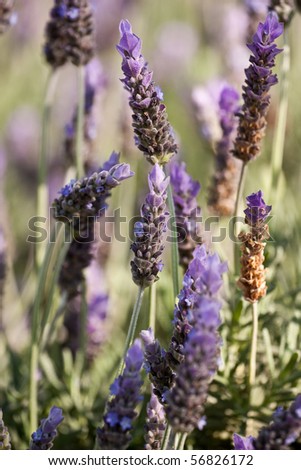 Similar – crested lavender Lavender