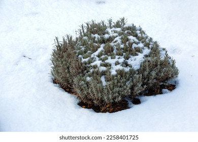 Lavender bush in winter covered with snow. Plants and flowers in winter. - Powered by Shutterstock