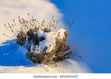 Lavender bush in winter under the snow. Background with selective focus and copy space for text - Powered by Shutterstock