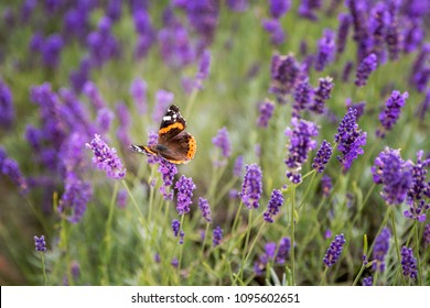 Lavender bushes with butterfly