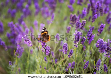 Lavender bushes with butterfly