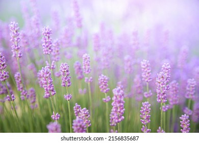 Lavender bushes closeup on sunset. Sunset gleam over purple flowers of lavender. Provence region of France. - Shutterstock ID 2156835687