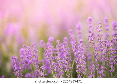 Lavender bushes closeup on sunset. Sunset gleam over purple flowers of lavender. Provence region of France. - Shutterstock ID 2264869471