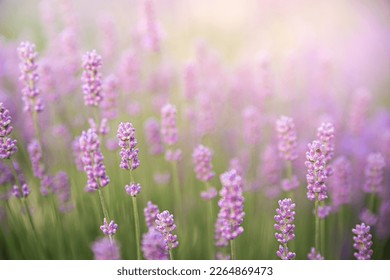 Lavender bushes closeup on sunset. Sunset gleam over purple flowers of lavender. Provence region of France. - Shutterstock ID 2264869473