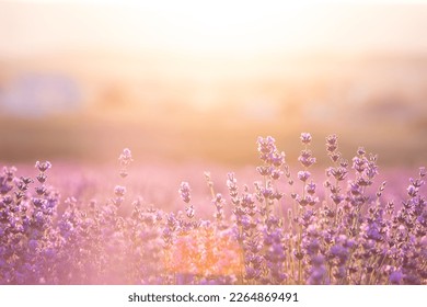 Lavender bushes closeup on sunset. Sunset gleam over purple flowers of lavender. Provence region of France. - Powered by Shutterstock
