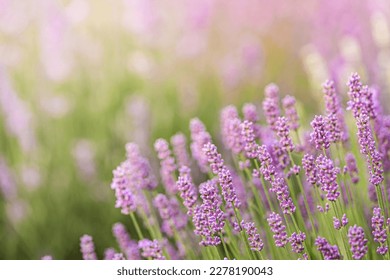 Lavender bushes closeup on sunset. Sunset gleam over purple flowers of lavender. Provence region of France. - Shutterstock ID 2278190043