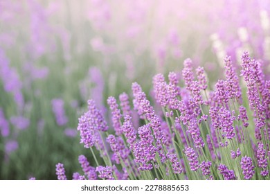 Lavender bushes closeup on sunset. Sunset gleam over purple flowers of lavender. Provence region of France. - Shutterstock ID 2278885653