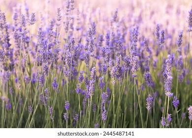 Lavender bushes closeup on sunset. Sunset gleam over purple flowers of lavender. Provence region of France. - Powered by Shutterstock