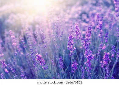 Lavender bushes closeup on sunset. Sunset gleam over purple flowers of lavender. Bushes on the center of picture and sun light on the left. Provence region of france. - Shutterstock ID 326676161