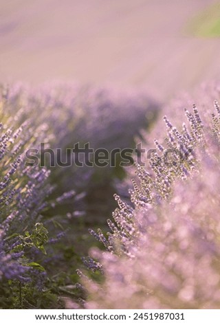 Similar – #A# Lavender Sun