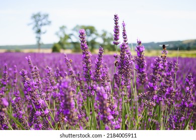 Lavender bushes on field. Sun gleam over purple flowers of lavender.  Bees on flowers. Closeup view with space for text. Banner design wallpaper.  - Powered by Shutterstock