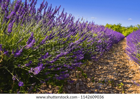 Similar – Lavender I Environment