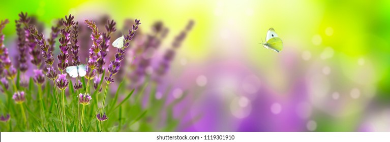 lavender and butterflies in sunshine panorama, vibrant flower landscape in summer time on abstract blurred background, close up and copy space 