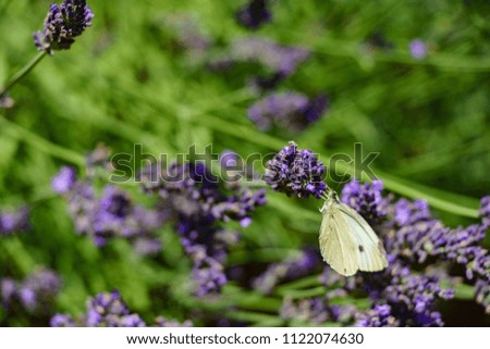 Similar – Lemon butterfly on flowering lavender