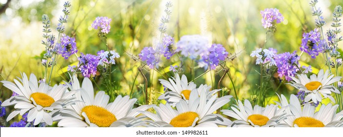 Lavender And Camomile. Lavender And Camomile Field At Sunset. Soft Focus