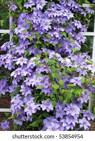 Lavender Clematis Vine On White Trellis Fence