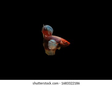 Lavender Crowntail Betta Fish, Beautiful Little Fish, Purple Beta Fish Is A Halfmoon On Black Background