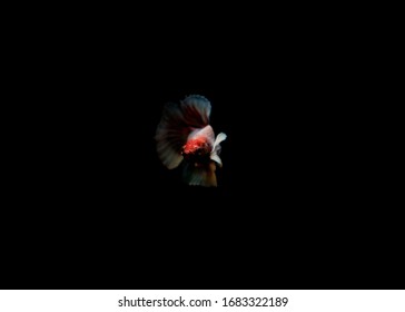 Lavender Crowntail Betta Fish, Beautiful Little Fish, Purple Beta Fish Is A Halfmoon On Black Background