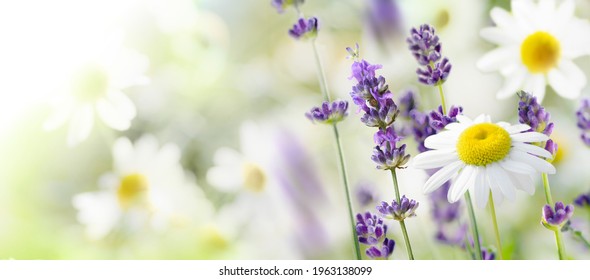 Lavender and daisy flowers on a flowering meadow in summer day. Spring and summer background, banner