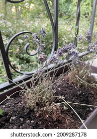 Lavender Is Dying On The Plant