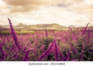 Lavender Farm, Boonah, Queensland, Australia