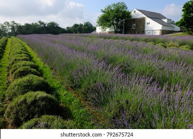  Lavender Farm, Bucks County, PA
