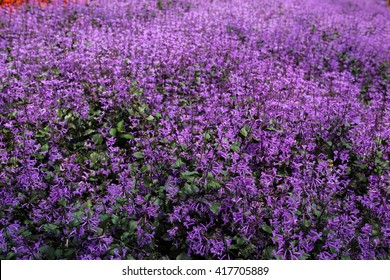 Lavender farm cameron highlands