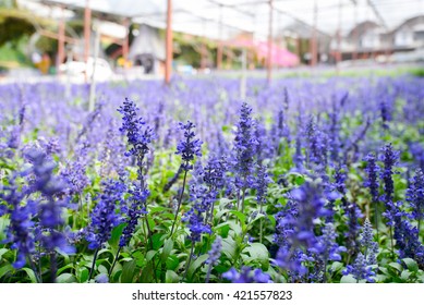 Lavender garden cameron highland
