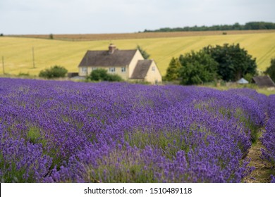 Lavender Farm In Cotswold, UK