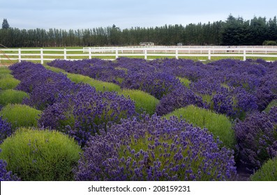 Lavender Farm, Field, Washington