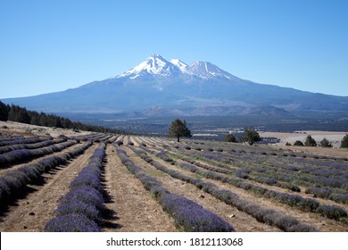 Lavender Farm In Front Of Mt. Shasta 