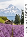 Lavender Farm in Hood River, Oregon and Mount Hood in the background