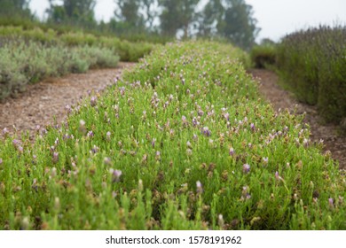 Lavender Farm In Maui, USA