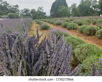 Lavender Farm In Melbourne Australia