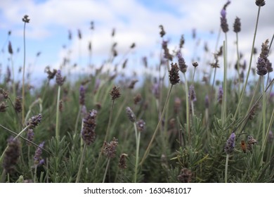 Lavender Farm On Maui Hawaii