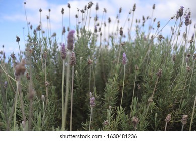 Lavender Farm On Maui Hawaii