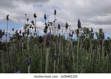 Lavender Farm On Maui Hawaii