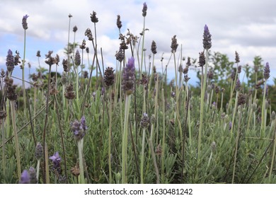 Lavender Farm On Maui Hawaii