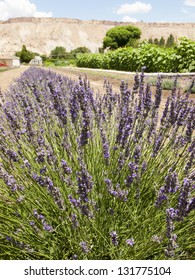 Lavender Farm In Palisade, Colorado.